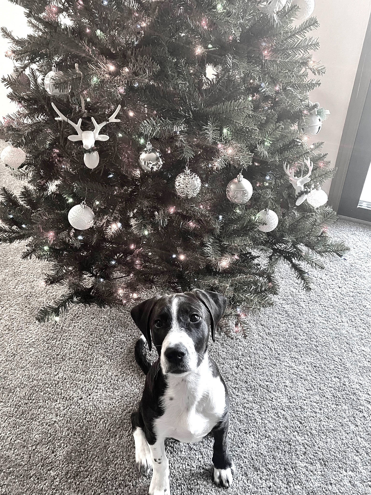 Lily is registered to the contest to win money with this photo: black_and_white, carnivore, christmas_decoration, christmas_ornament, christmas_tree, companion_dog, conifer, dog, dog_breed, event, evergreen, grass, holiday_ornament, monochrome, monochrome_photography, ornament, snout, tints_and_shades, tree, working_animal