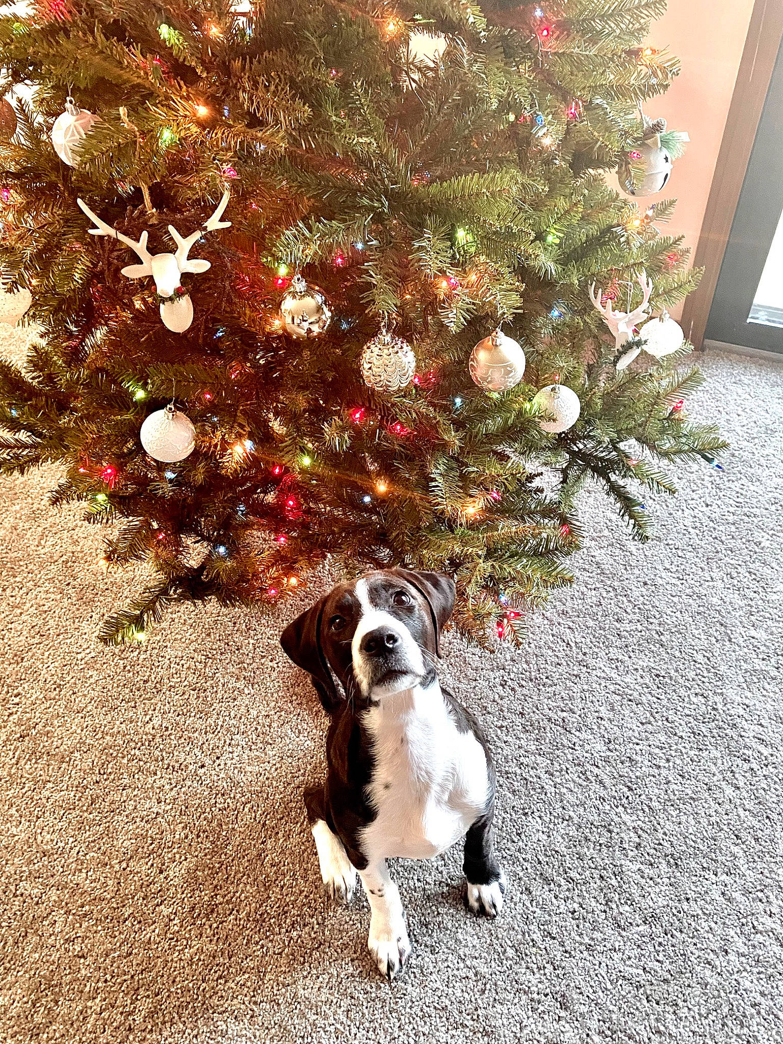 Lily joined the competition — help win amazing prizes! carnivore, christmas, christmas_decoration, christmas_ornament, christmas_tree, companion_dog, conifer, dog, dog_breed, event, evergreen, fawn, holiday, holiday_ornament, leaf, ornament, plant, tail, tints_and_shades, tree