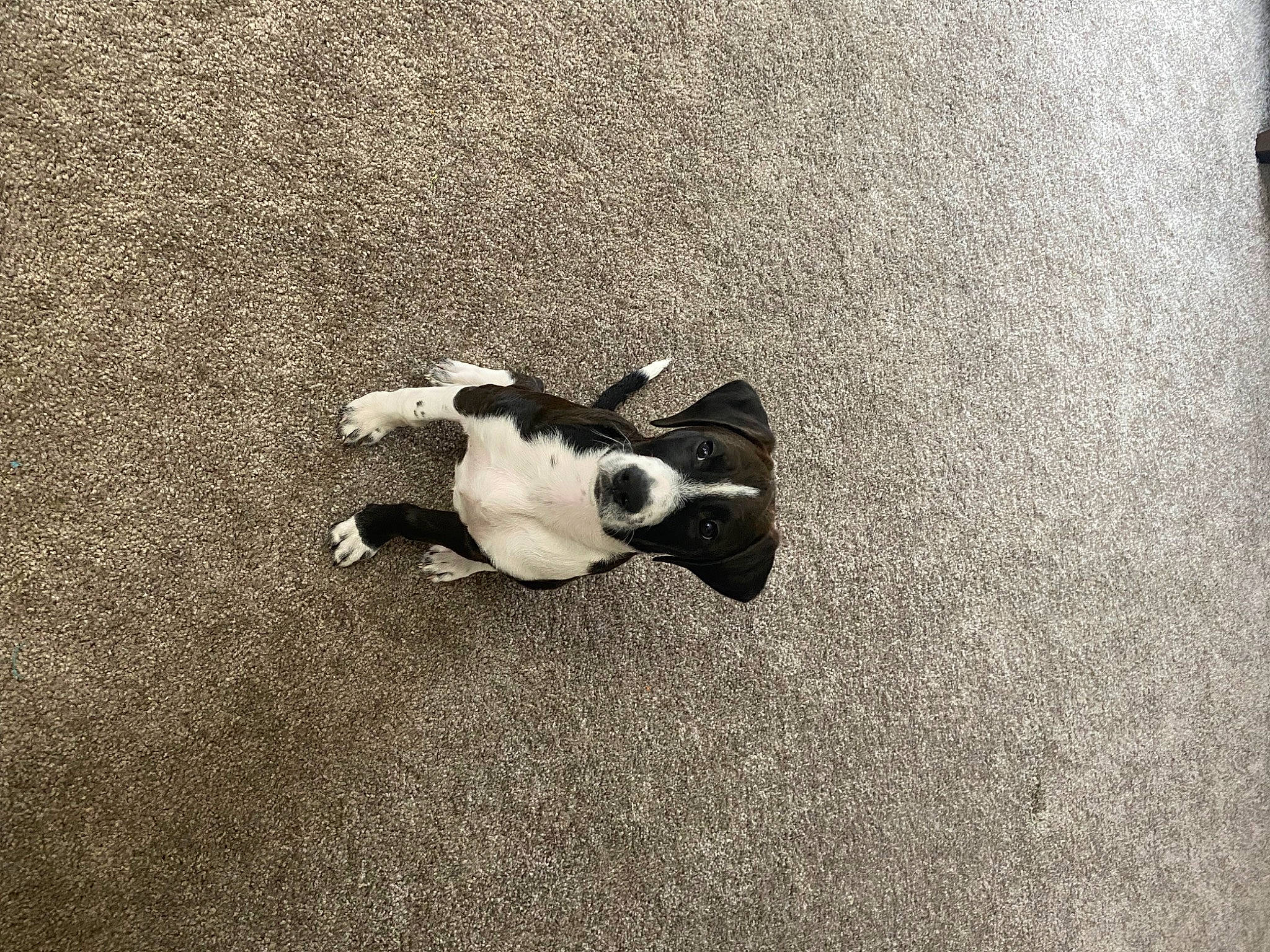 Lily is registered to the contest to win money with this photo: art, asphalt, carmine, fawn, floor, flooring, grass, grey, human_leg, monochrome, monochrome_photography, paw, road_surface, sand, shadow, snout, soil, tints_and_shades, toy, wood