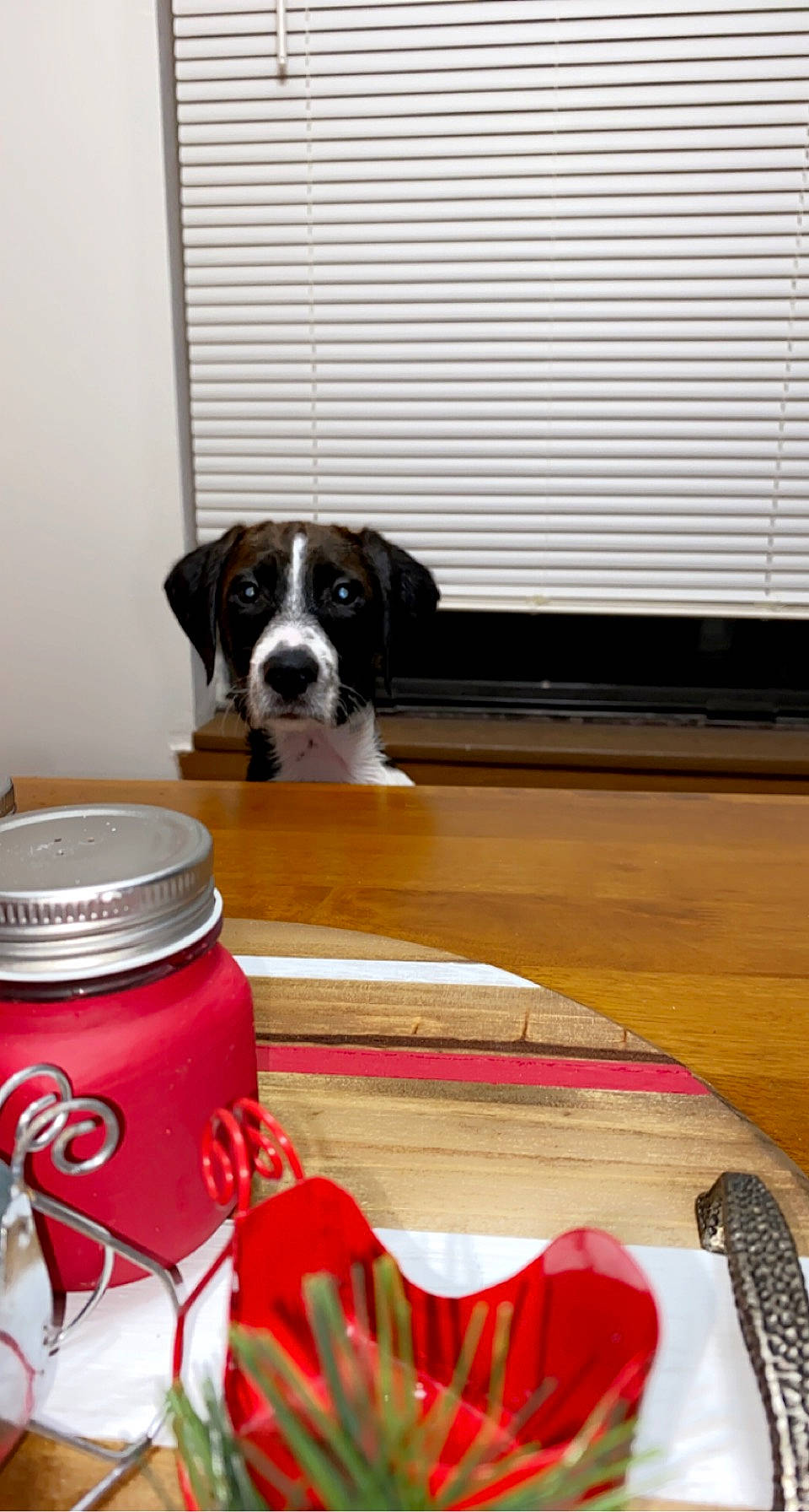 Lily is registered to the contest to win money with this photo: carmine, carnivore, companion_dog, dog, dog_breed, dog_supply, drink, drinkware, floor, flooring, food_storage_containers, hardwood, liquid, pet_food, pet_supply, serveware, table, tail, wood, wood_flooring