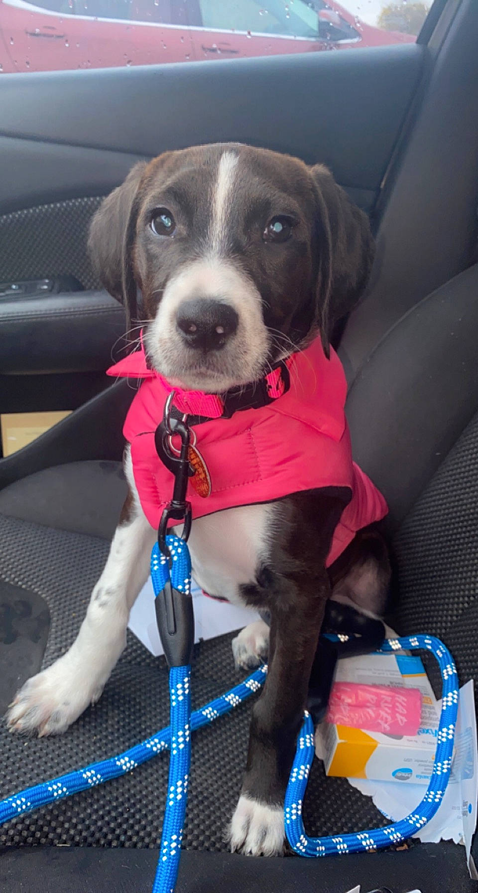 Lily is registered to the contest to win money with this photo: auto_part, automotive_exterior, blue, canidae, car, car_seat, car_seat_cover, carnivore, collar, companion_dog, dog, dog_breed, dog_collar, dog_supply, electric_blue, leash, pet_supply, vehicle, vehicle_door, working_animal