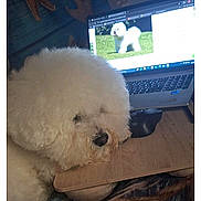 Oslo a rejoint le concours — aidez-le/la à gagner de superbes lots ! dog, bichon_frise, fluffy, white_dog, laptop, computer, mouse, wooden_desk, indoor, pet, resting, technology, screen, animal, cozy, work_from_home, cute, furry, companion, home