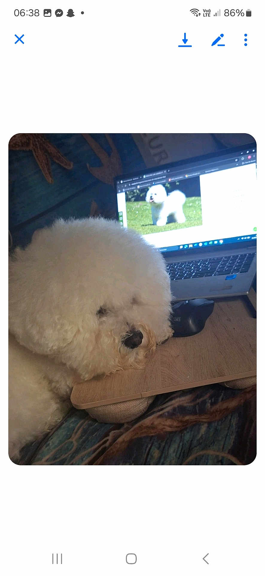 Oslo a rejoint le concours — aidez-le/la à gagner de superbes lots ! dog, bichon_frise, fluffy, white_dog, laptop, computer, mouse, wooden_desk, indoor, pet, resting, technology, screen, animal, cozy, work_from_home, cute, furry, companion, home