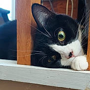 Winnie joined the competition — help win amazing prizes! cat, tuxedo_cat, black_and_white, pet, feline, whiskers, green_eyes, close_up, portrait, peeking, wooden_railing, windowsill, white_paw, fur, indoor, animal, cute, curious, resting, photography