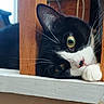 cat, tuxedo_cat, black_and_white, pet, feline, whiskers, green_eyes, close_up, portrait, peeking, wooden_railing, windowsill, white_paw, fur, indoor, animal, cute, curious, resting, photography