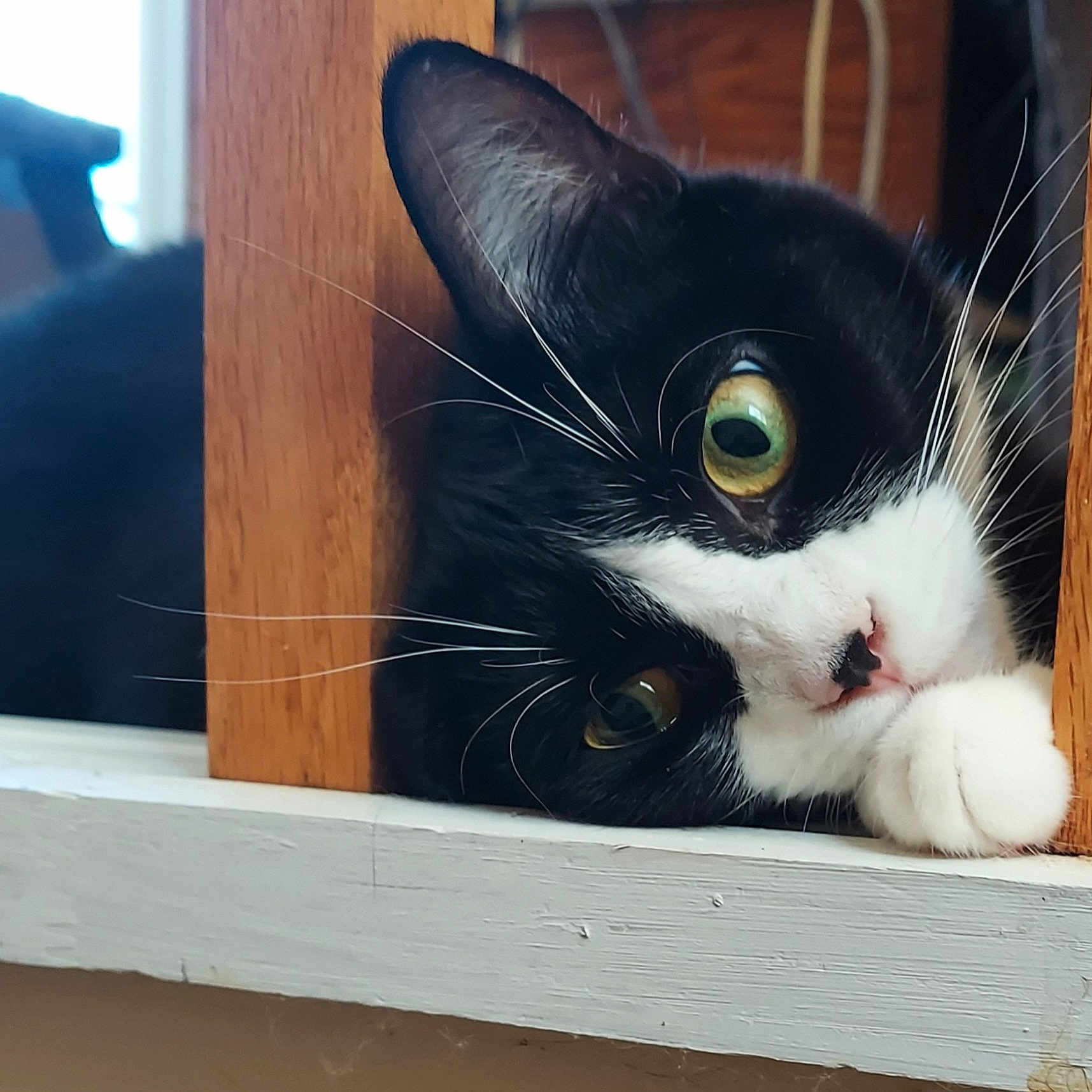 Winnie joined the competition — help win amazing prizes! cat, tuxedo_cat, black_and_white, pet, feline, whiskers, green_eyes, close_up, portrait, peeking, wooden_railing, windowsill, white_paw, fur, indoor, animal, cute, curious, resting, photography