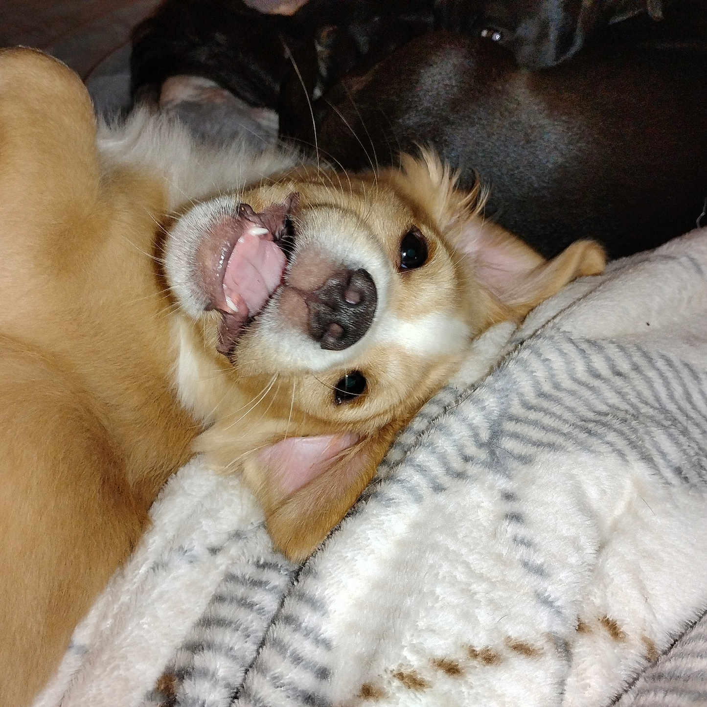 Fat Butt is registered to the contest to win money with this photo: animal, bed, black_dog, blanket, brown_dog, closeup, comfort, cozy, cute, dog, fur, indoor, pet, playful, relaxed, smiling, snuggling, teeth, tongue, two_dogs