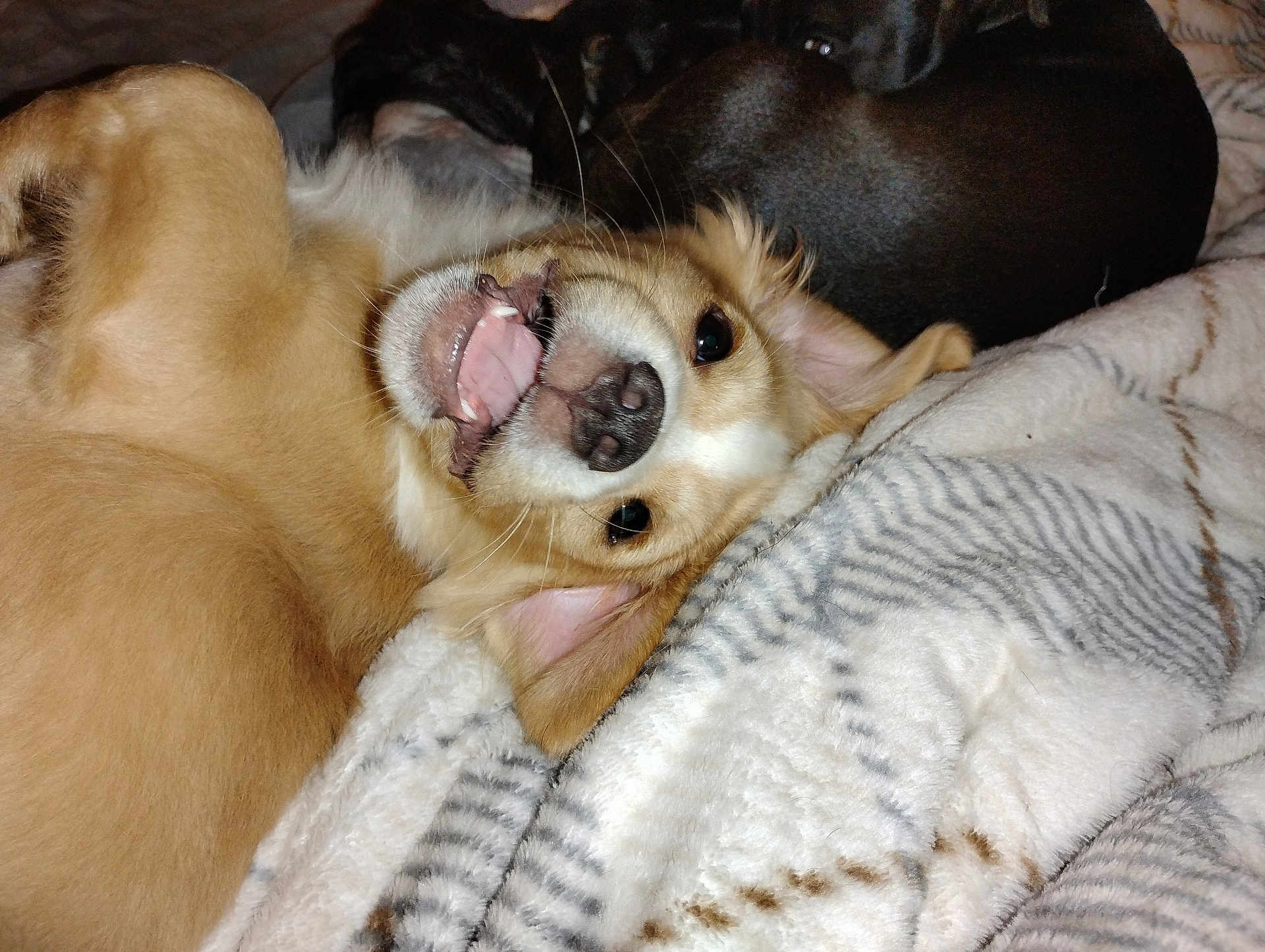 Fat Butt is registered to the contest to win money with this photo: dog, playful, smiling, teeth, tongue, blanket, cozy, indoor, cute, pet, fur, animal, relaxed, snuggling, two_dogs, bed, comfort, brown_dog, black_dog, closeup