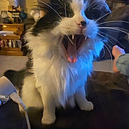 Sweetie is registered to the contest to win money with this photo: cat, black_and_white, yawning, fangs, indoor, pet, furry, whiskers, face, mouth_open, animal, domestic_cat, living_room, couch, human_feet, charger, furniture, cozy, relaxed, close_up
