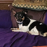 Biscuit is registered to the contest to win money with this photo: animal_design, black_and_white, collar, comfort, couch, cozy, dog, domestic, ears, fur, home, indoor, looking, pet, pillow, purple_blanket, relaxed, resting, small_dog, wood_paneling