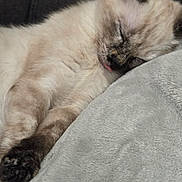 Mira participe au concours pour gagner de l'argent avec cette photo : cat, sleeping, tongue_out, fluffy, cozy, blanket, resting, cute, pet, animal, feline, soft, closeup, paw, relaxed, indoor, fur, whiskers, muzzle, calm