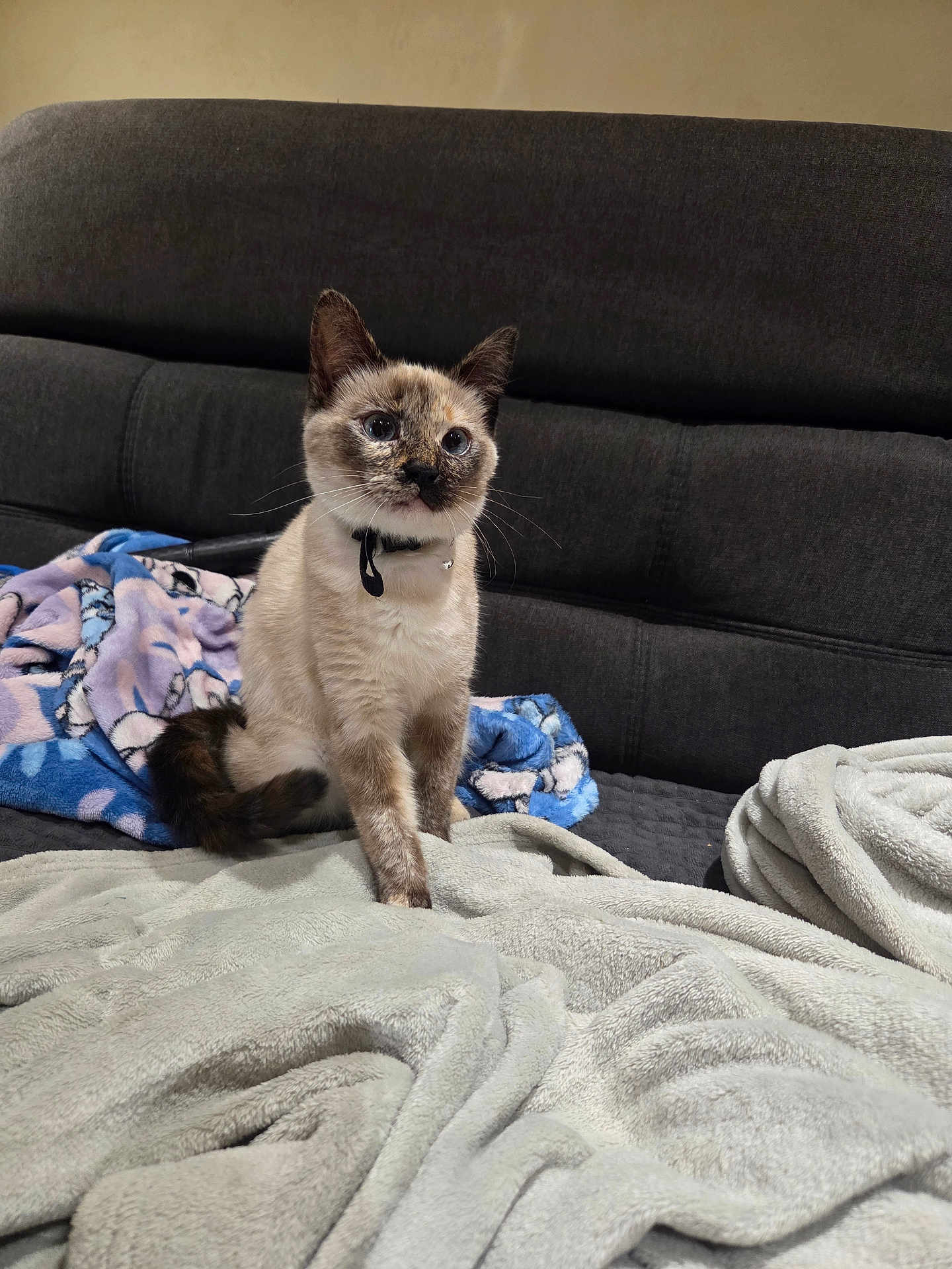 Mira participe au concours pour gagner de l'argent avec cette photo : cat, siamese, pet, indoor, couch, blanket, fur, blue_eyes, collar, bell, cozy, soft, furniture, animal, domestic_animal, whiskers, tail, cute, sitting, relaxed