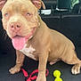 dog, puppy, pit_bull, tan_dog, car_interior, leash, toy, pink_tongue, happy, pet, animal, sitting, playful, closeup, pet_accessory, vehicle, backseat, cute, domestic_animal, canine