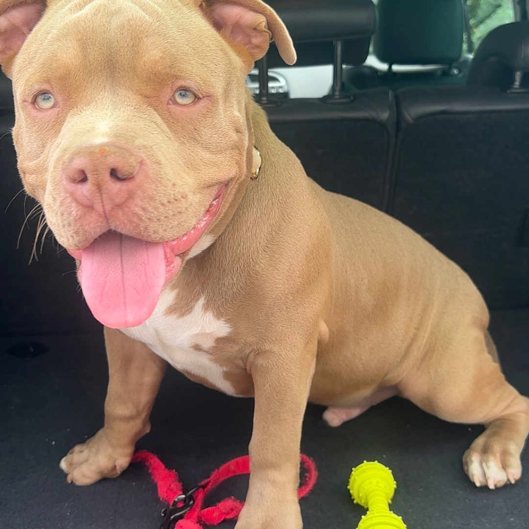 Venom a rejoint le concours — aidez-le/la à gagner de superbes lots ! animal, backseat, canine, car_interior, closeup, cute, dog, domestic_animal, happy, leash, pet, pet_accessory, pink_tongue, pit_bull, playful, puppy, sitting, tan_dog, toy, vehicle