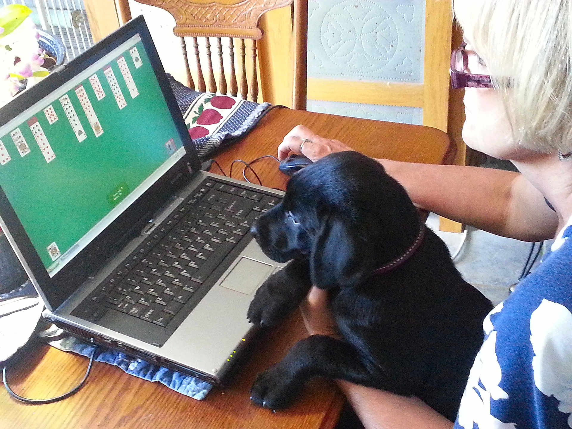 Anniemae is registered to the contest to win money with this photo: person, dog, puppy, laptop, computer, table, chair, indoor, game, solitaire, black_dog, pet, curious, technology, wooden_table, glasses, hand, collar, casual_clothing, playing