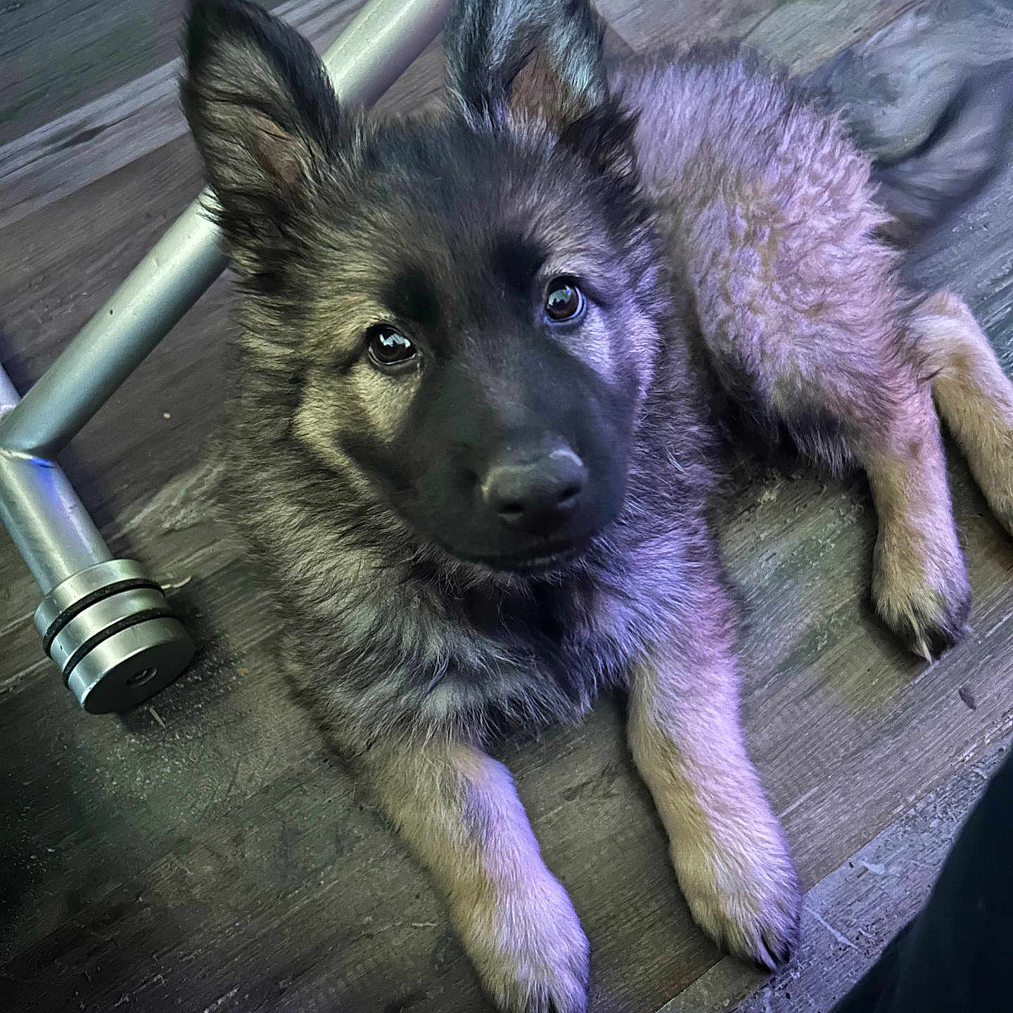 Ayden a rejoint le concours — aidez-le/la à gagner de superbes lots ! animal, canine, dog, eskimodog, germanshepherd, handrail, husky, pet, policedog, puppy, slate, terrier, wood