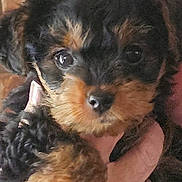 Harvey is registered to the contest to win money with this photo: puppy, dog, close_up, curly_fur, black_fur, brown_fur, cute, pet, animal, young_dog, hand, portrait, indoor, furry, small_dog, looking_at_camera, fluffy, adorable, face, domestic_animal