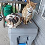 Buttons joined the competition — help win amazing prizes! cat, calico_cat, orange_tabby, collar, bell, cooler, porch, outdoor, green_bucket, table, concrete_floor, window, screen, feline, pets, two_cats, resting, animals, domestic_cat, sidewalk