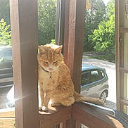 Buttons joined the competition — help win amazing prizes! cat, orange_cat, pet, collar, bell, wooden_railing, outdoor, sunlight, trees, car, vehicle, nature, daylight, feline, fur, sitting, balcony, shadow, quiet, animal