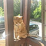 cat, orange_cat, pet, collar, bell, wooden_railing, outdoor, sunlight, trees, car, vehicle, nature, daylight, feline, fur, sitting, balcony, shadow, quiet, animal