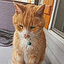 Buttons joined the competition — help win amazing prizes! cat, orange_cat, white_fur, pet, collar, blue_bell, outdoor, porch, wooden_wall, window, quiet, sitting, feline, animal, domestic_cat, whiskers, ears, paws, fur, close_up