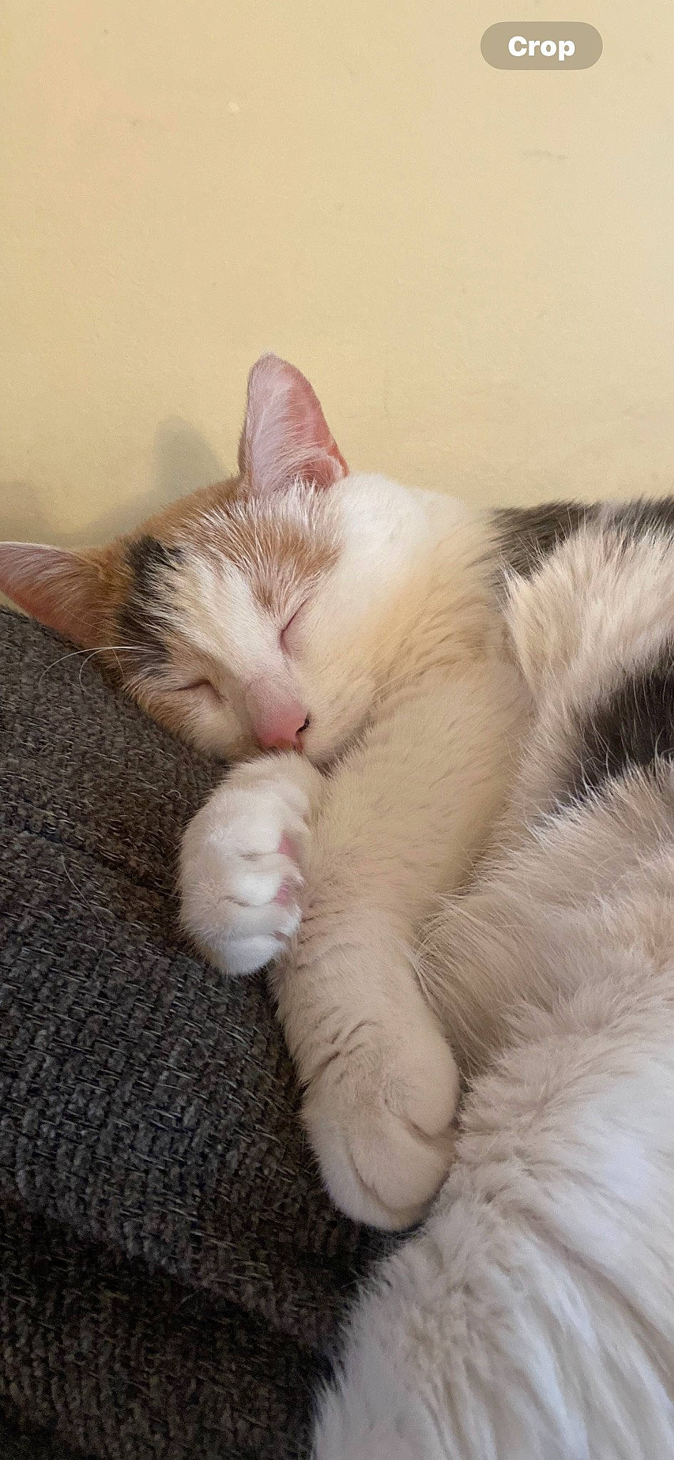 Squishy joined the competition — help win amazing prizes! carnivore, cat, claw, comfort, domestic_short_haired_cat, fawn, felidae, foot, fur, nail, nap, paw, sleep, small_to_medium_sized_cats, snout, tail, toe, whiskers