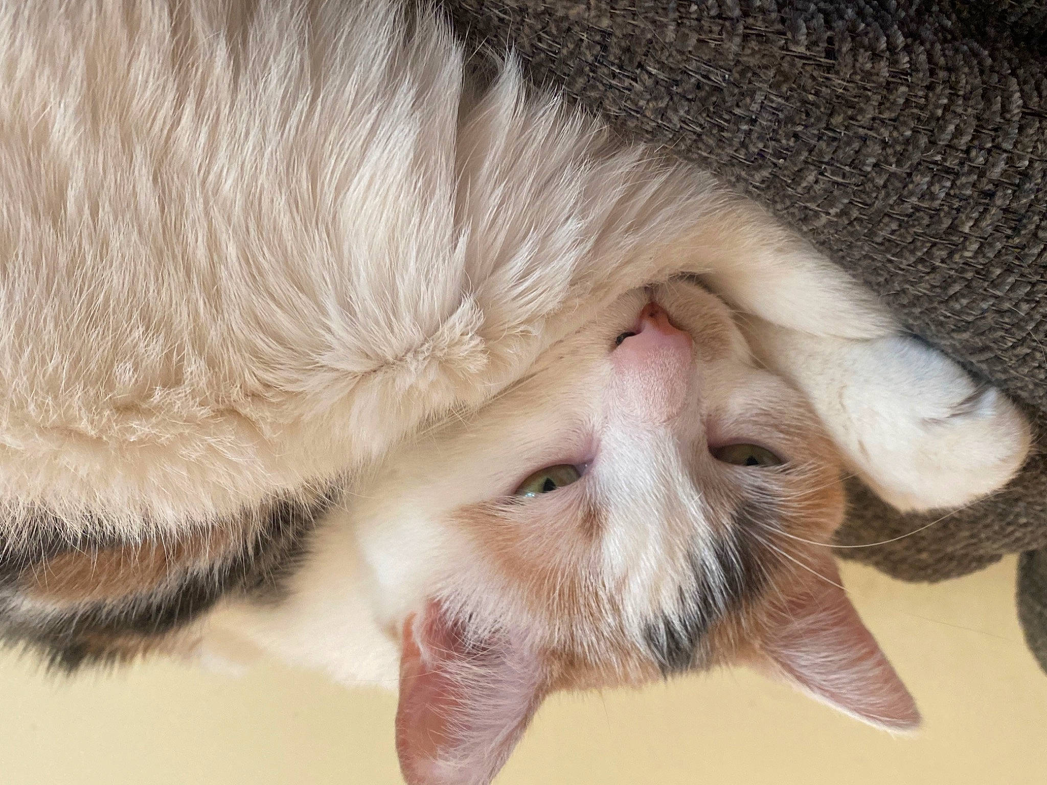 Squishy is registered to the contest to win money with this photo: carnivore, cat, claw, domestic_short_haired_cat, ear, fawn, felidae, fur, nail, nose, paw, small_to_medium_sized_cats, snout, tail, whiskers, wrinkle