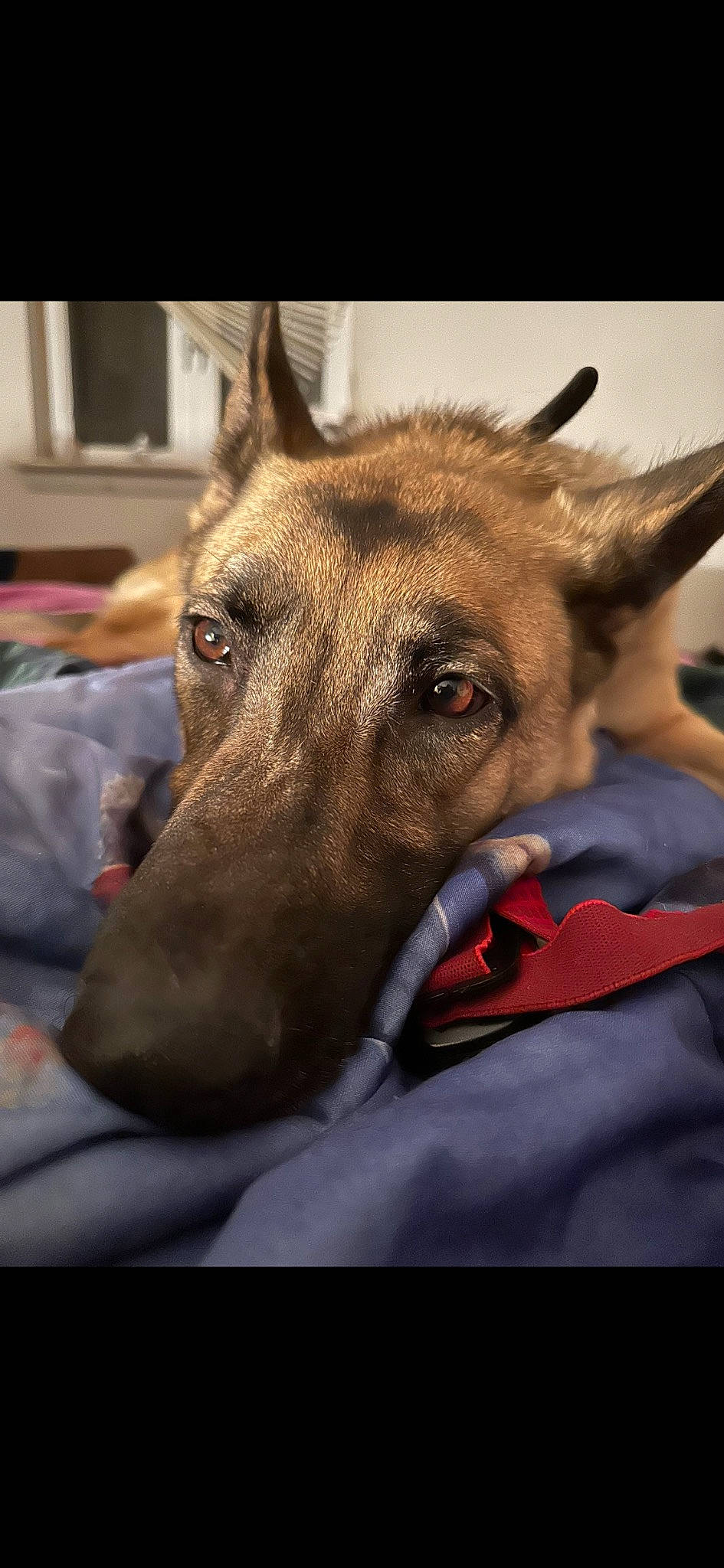 Ember joined the competition — help win amazing prizes! canidae, carnivore, collar, companion_dog, dog, dog_breed, dog_collar, dog_sports, dog_supply, ear, eye, fawn, fur, giant_dog_breed, guard_dog, snout, sporting_group, whiskers, working_animal, working_dog