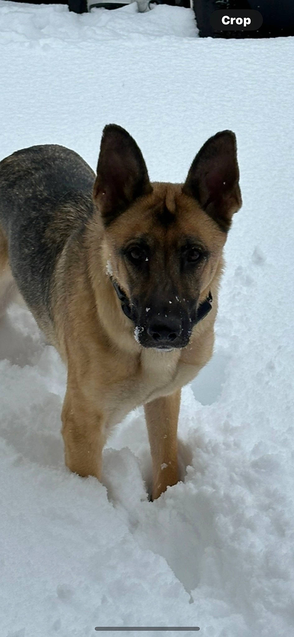 Ember joined the competition — help win amazing prizes! ancient_dog_breeds, canidae, carnivore, companion_dog, dog, dog_breed, east_european_shepherd, fawn, freezing, fur, german_shepherd_dog, herding_dog, snout, snow, sporting_group, tree, winter, working_animal, working_dog