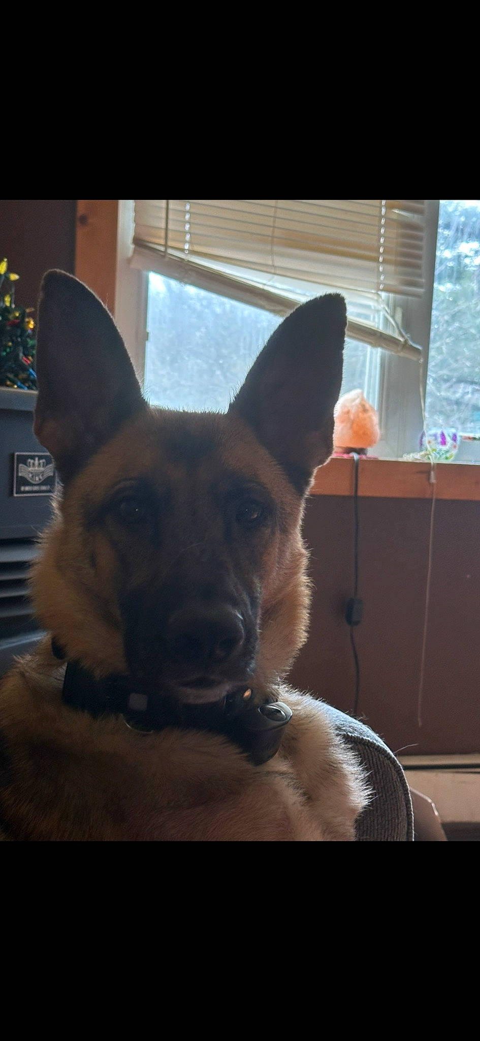 Ember is registered to the contest to win money with this photo: carnivore, collar, companion_dog, dog, dog_breed, dog_collar, dog_supply, ear, eye, fawn, fur, guard_dog, snout, sporting_group, tail, toy_dog, whiskers, window, working_animal, working_dog