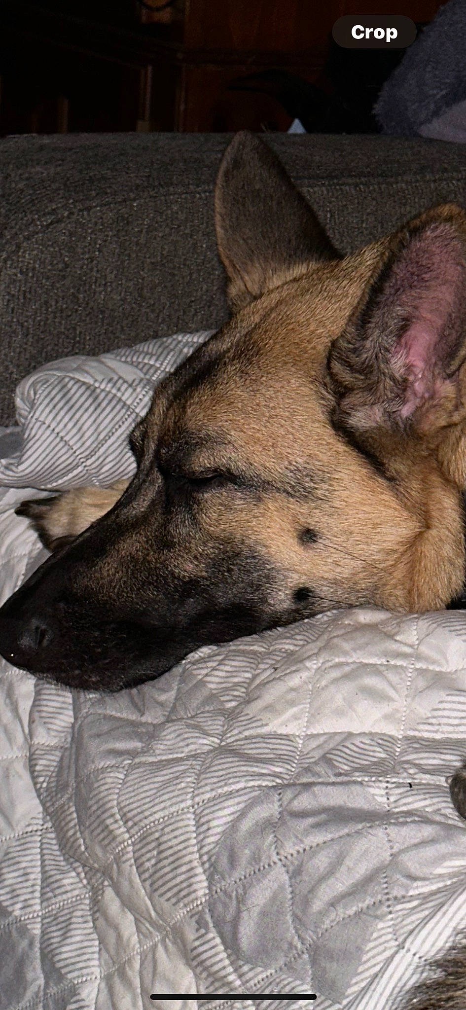 Ember joined the competition — help win amazing prizes! ancient_dog_breeds, canidae, carnivore, comfort, companion_dog, dog, dog_breed, fawn, fur, guard_dog, nap, non_sporting_group, paw, snout, sporting_group, terrestrial_animal, whiskers, working_dog