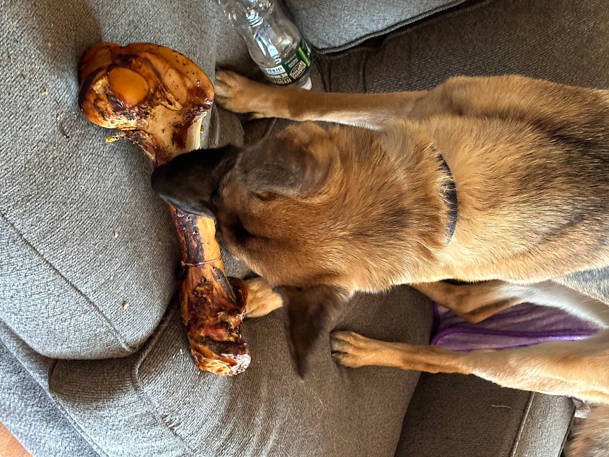 Ember joined the competition — help win amazing prizes! brown, canidae, carnivore, comfort, companion_dog, dog, dog_breed, fawn, felidae, fur, liver, nap, paw, sleep, snout, sporting_group, tail, whiskers, wood, working_animal