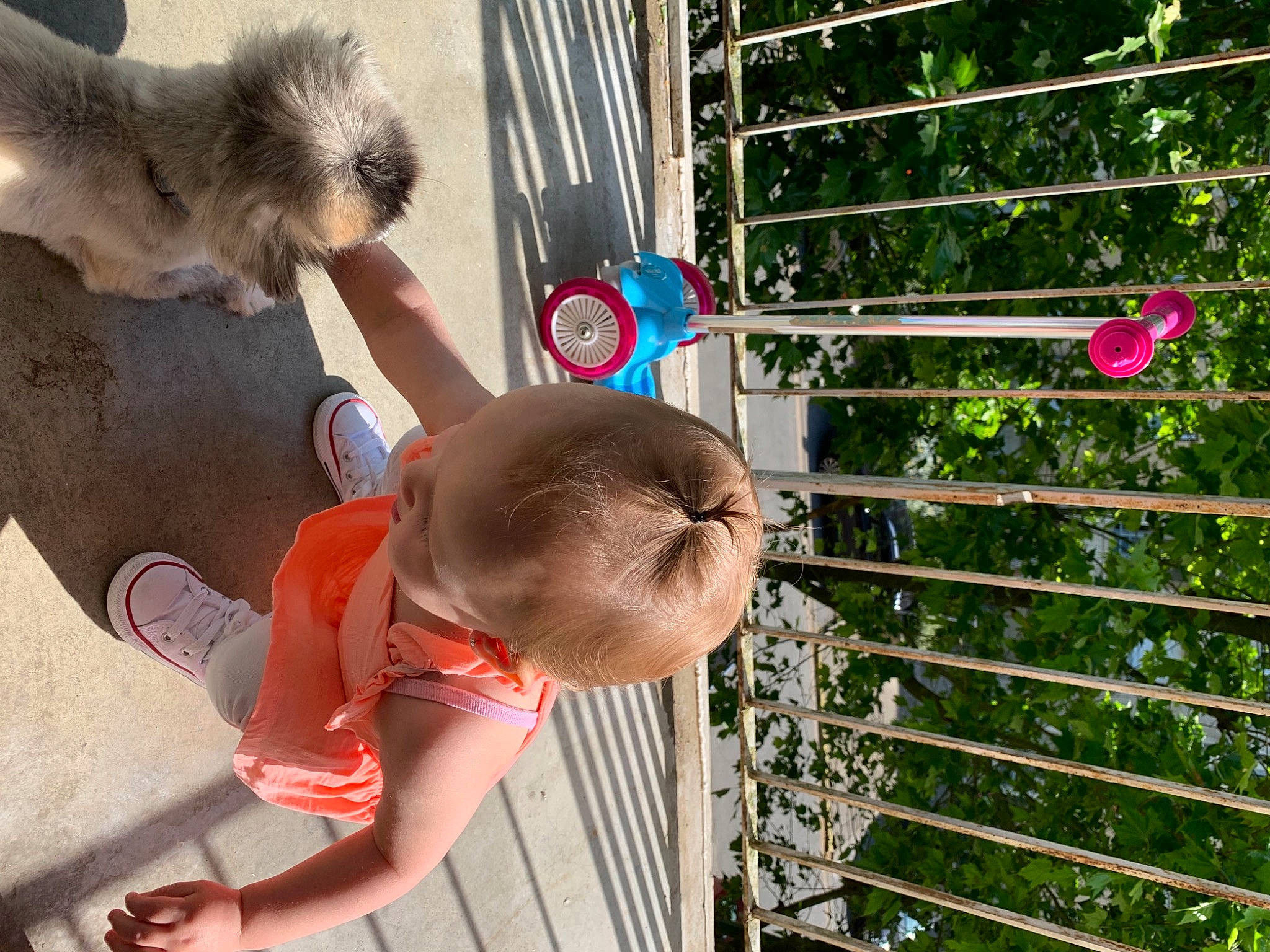 Anaé a rejoint le concours — aidez-le/la à gagner de superbes lots ! baby, carnivore, child, companion_dog, dog, dog_breed, fawn, fun, grass, hat, leisure, person, plant, shorts, sporting_group, tail, terrier, toddler, toy_dog, tree