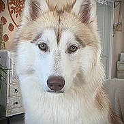 Anoushka participe au concours pour gagner de l'argent avec cette photo : dog, siberian_husky, pet, indoor, fur, animal, canine, portrait, close_up, eyes, nose, ears, mammal, companion, house, furniture, decor, home, cute, fluffy