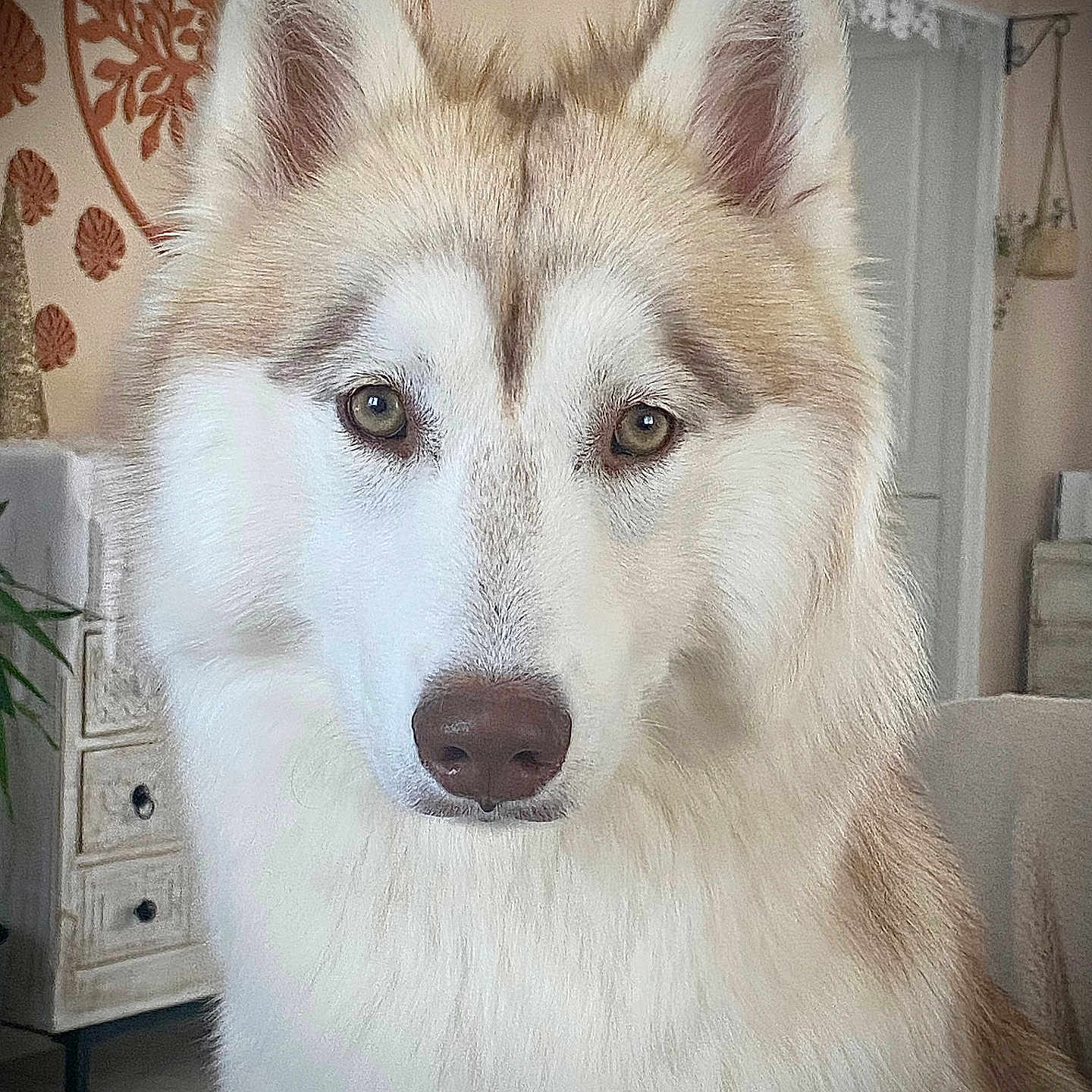 Anoushka participe au concours pour gagner de l'argent avec cette photo : animal, canine, close_up, companion, cute, decor, dog, ears, eyes, fluffy, fur, furniture, home, house, indoor, mammal, nose, pet, portrait, siberian_husky