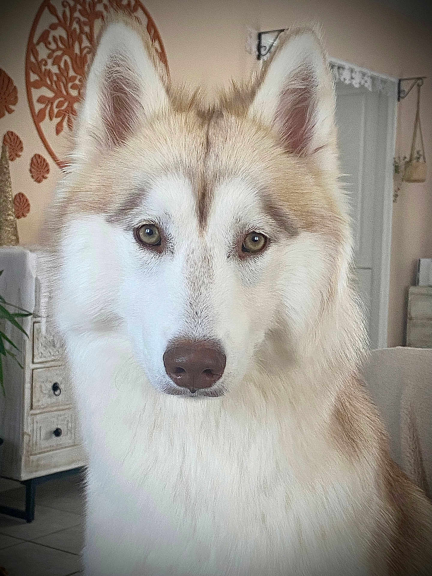 Anoushka participe au concours pour gagner de l'argent avec cette photo : dog, siberian_husky, pet, indoor, fur, animal, canine, portrait, close_up, eyes, nose, ears, mammal, companion, house, furniture, decor, home, cute, fluffy