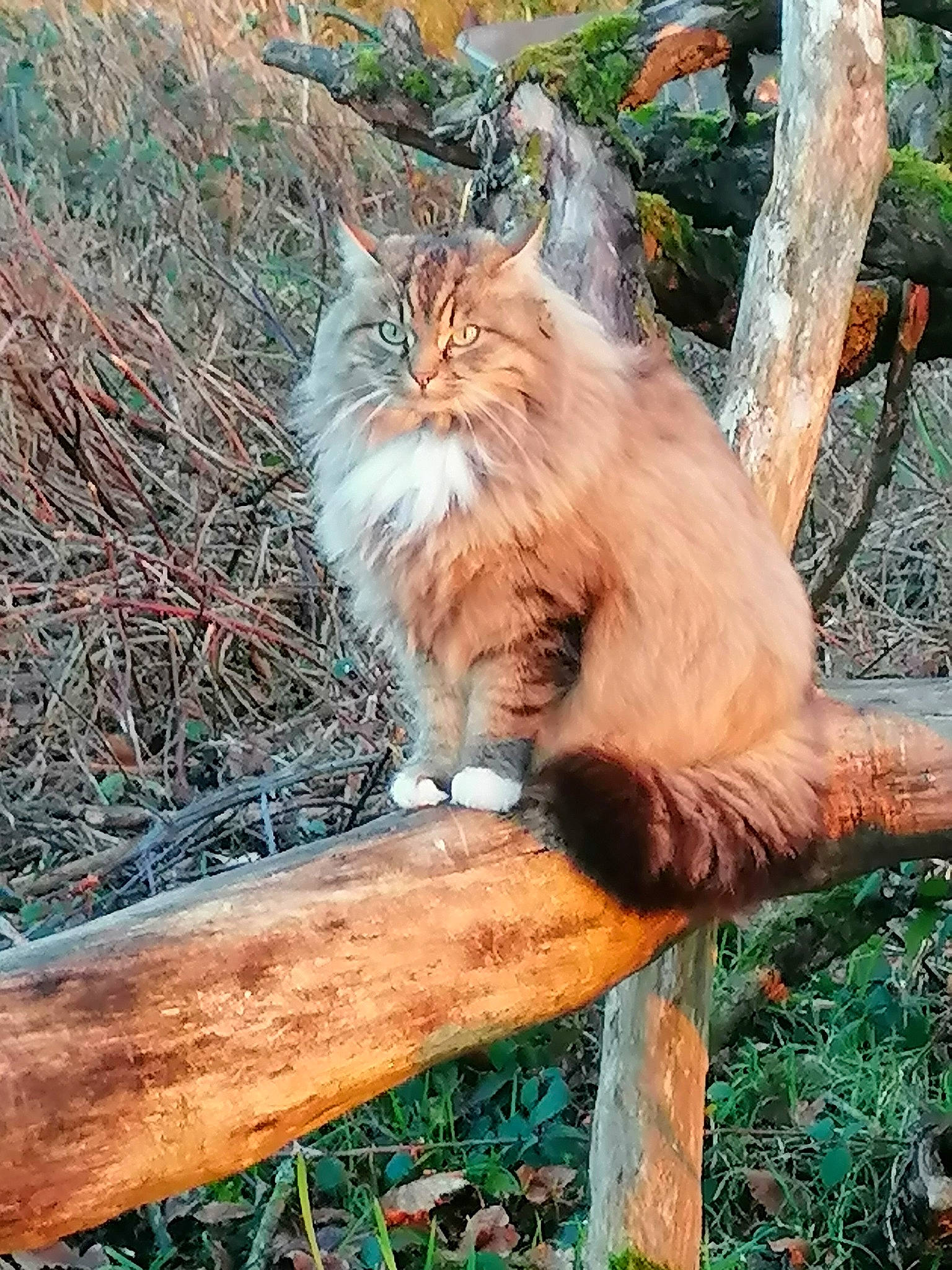 Miky a rejoint le concours — aidez-le/la à gagner de superbes lots ! branch, carnivore, cat, fawn, felidae, fur, grass, maine_coon, plant, sitting, small_to_medium_sized_cats, snout, tail, terrestrial_animal, tree, trunk, twig, whiskers, wildlife, wood