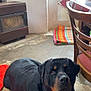 dog, rottweiler, indoor, floor, stove, window, chair, cushion, colorful, pet, canine, animal, resting, brown, black, quiet, home, cozy, calm, looking_up