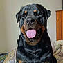 dog, rottweiler, pet, animal, tongue_out, bed, blanket, indoor, furniture, canine, friendly, black_and_brown, cute, sitting, portrait, mammal, companion, domestic, happy, playful