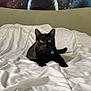 black_cat, cat, bed, white_bedspread, collar, tag, indoor, animal, pet, feline, yellow_eyes, tapestry, space_theme, cosmic, colorful, relaxed, lying_down, fur, whiskers, domestic_cat