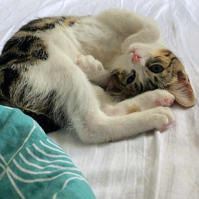 Aika a rejoint le concours — aidez-le/la à gagner de superbes lots ! animal, bed, blanket, cat, cozy, curled_up, cute, domestic_cat, fur, indoor, kitten, paw, pet, playful, relaxed, resting, sleepy, tabby, white_sheet, young_cat