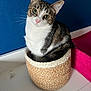 Aika a rejoint le concours — aidez-le/la à gagner de superbes lots ! cat, basket, indoor, pet, feline, curious, green_eyes, woven, white_table, blue_wall, pink_blanket, domestic_animal, cute, small_space, sitting, fur, ears, whiskers, looking_up, cozy