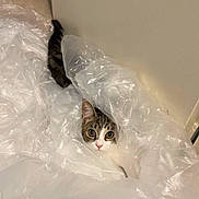 Aika a rejoint le concours — aidez-le/la à gagner de superbes lots ! cat, plastic, curious, wide_eyes, indoor, peek, hide_and_seek, translucent, crinkly, fur, tabby, white, wall, floor, playful, pet, animal, cute, whiskers, tail