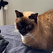 Minou a rejoint le concours — aidez-le/la à gagner de superbes lots ! cat, siamese_cat, pet, animal, whiskers, fur, bed, indoor, resting, calm, close_up, domestic_animal, sleepy, mammal, cute, feline, portrait, soft_light, relaxed, bedroom