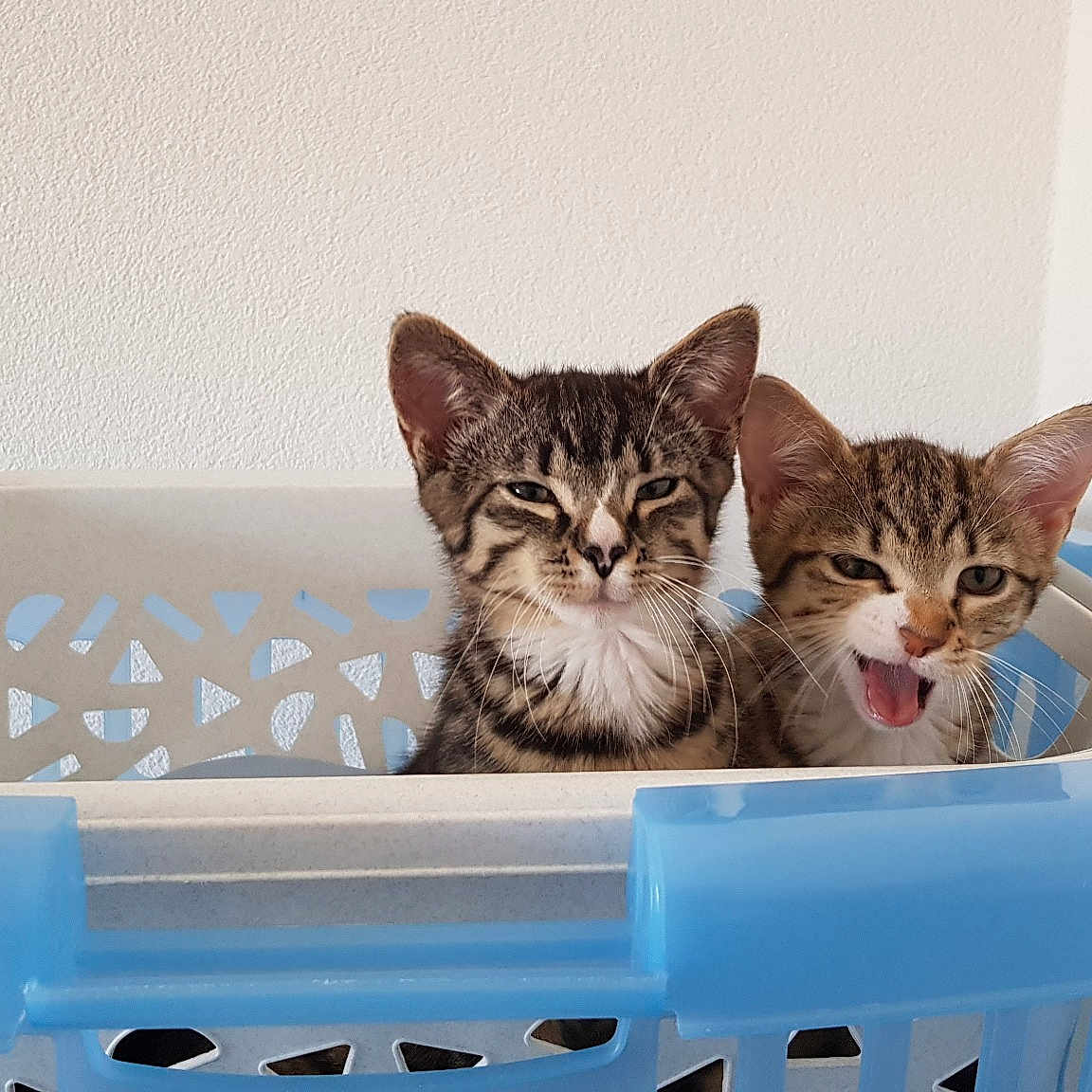 Vegas Et Vénus