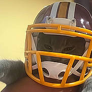 Luna is registered to the contest to win money with this photo: cat, football_helmet, yellow_faceguard, close_up, pet, animal, fur, intense_gaze, helmet, sports, portrait, indoor, yellow_background, cute, funny, face_protection, animal_portrait, helmet_straps, domestic_cat, mask