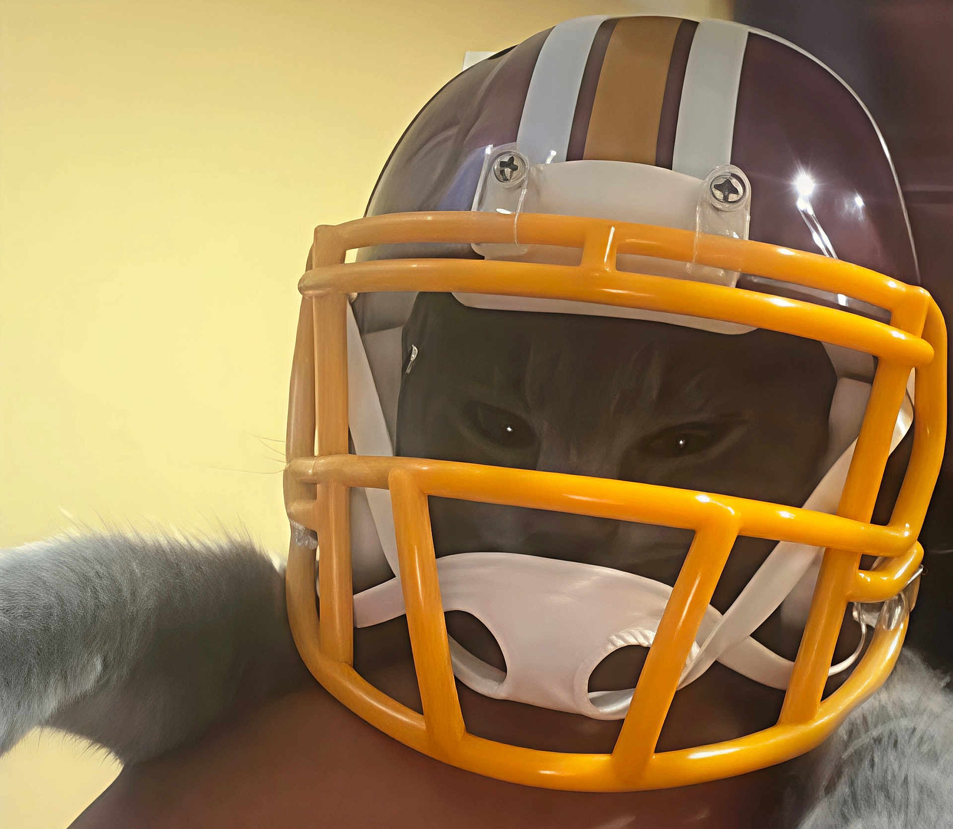 Luna is registered to the contest to win money with this photo: cat, football_helmet, yellow_faceguard, close_up, pet, animal, fur, intense_gaze, helmet, sports, portrait, indoor, yellow_background, cute, funny, face_protection, animal_portrait, helmet_straps, domestic_cat, mask