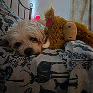 Pudding joined the competition — help win amazing prizes! dog, bed, blanket, stuffed_animal, plush_toy, horns, white_dog, sleepy, cozy, indoor, furniture, patterned_blanket, relaxing, animal_print, soft_lighting, resting, cute, pet, comfort, snuggling