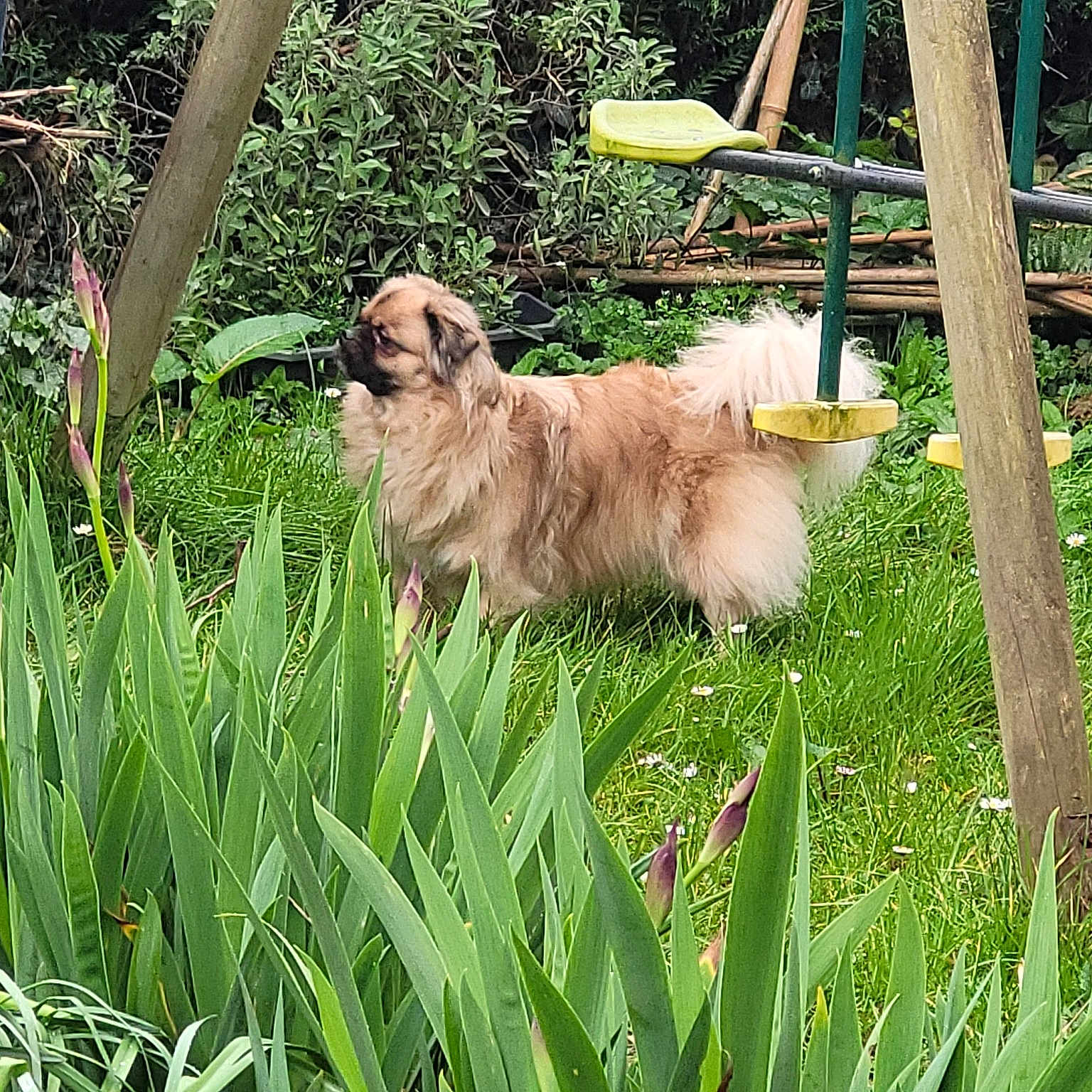 Napo