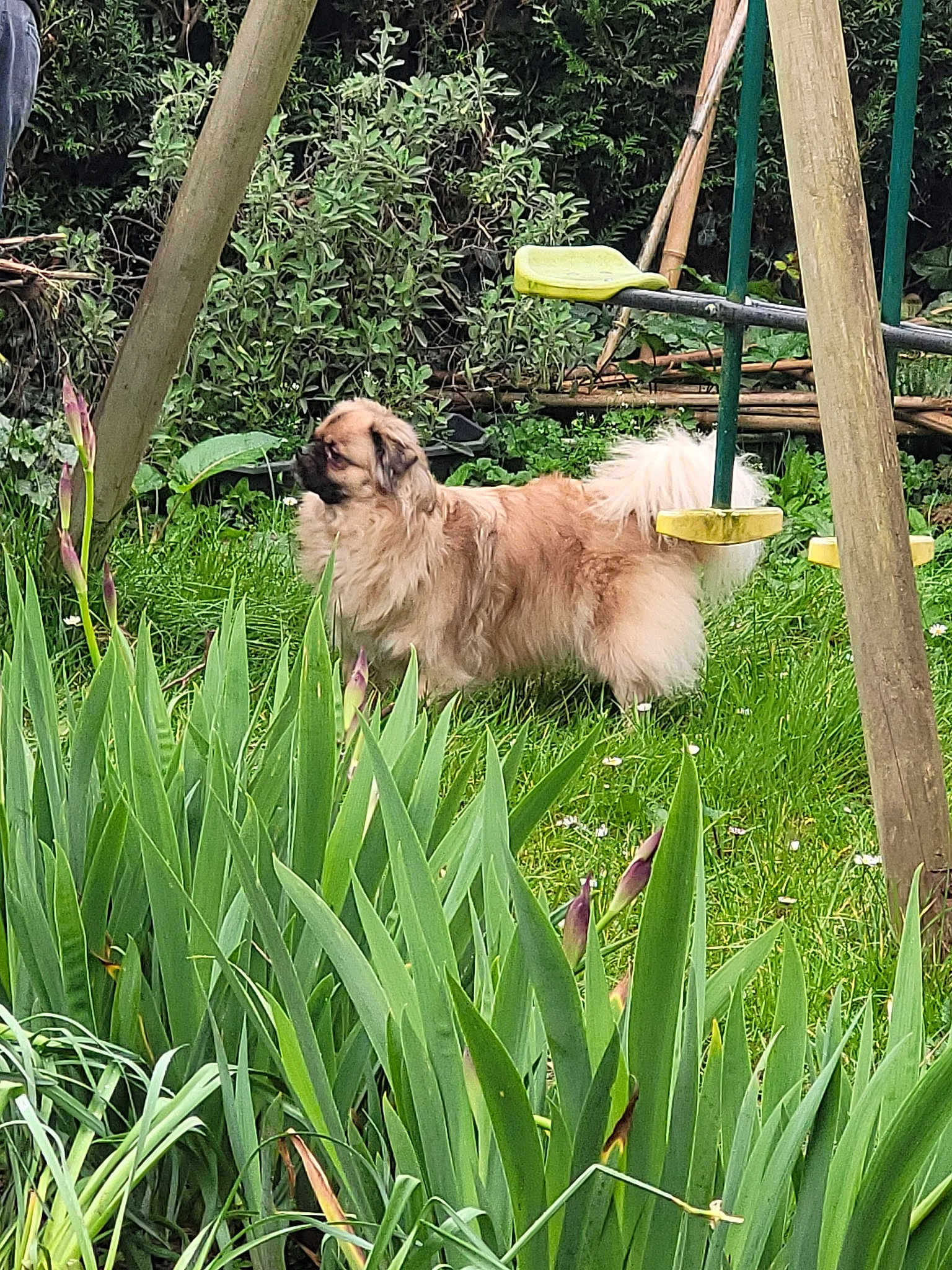 Napo
